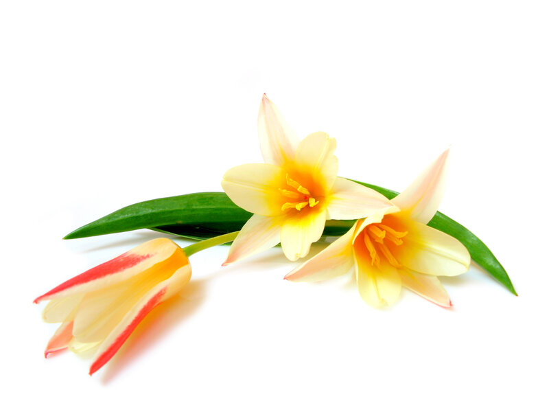 Three Yellow Tulips — Calm