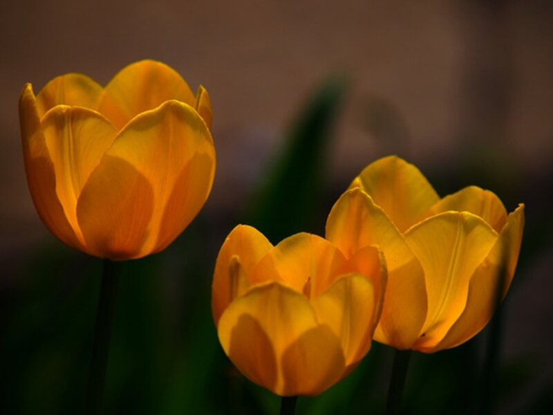 Three Yellow Tulips — Dramatic, Photograph, Flowers