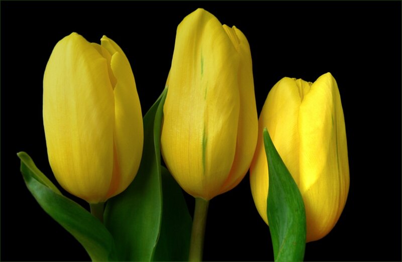 Three Yellow Tulips — Dramatic, Photograph