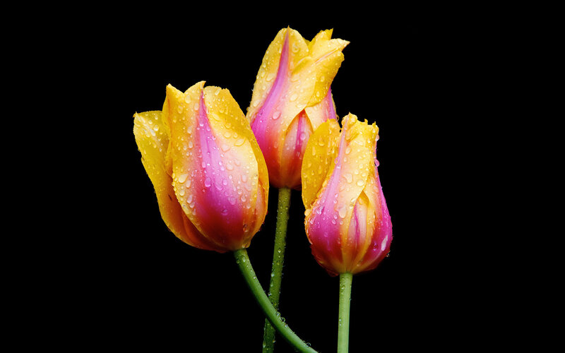 Three Yellow Tulips — Dramatic