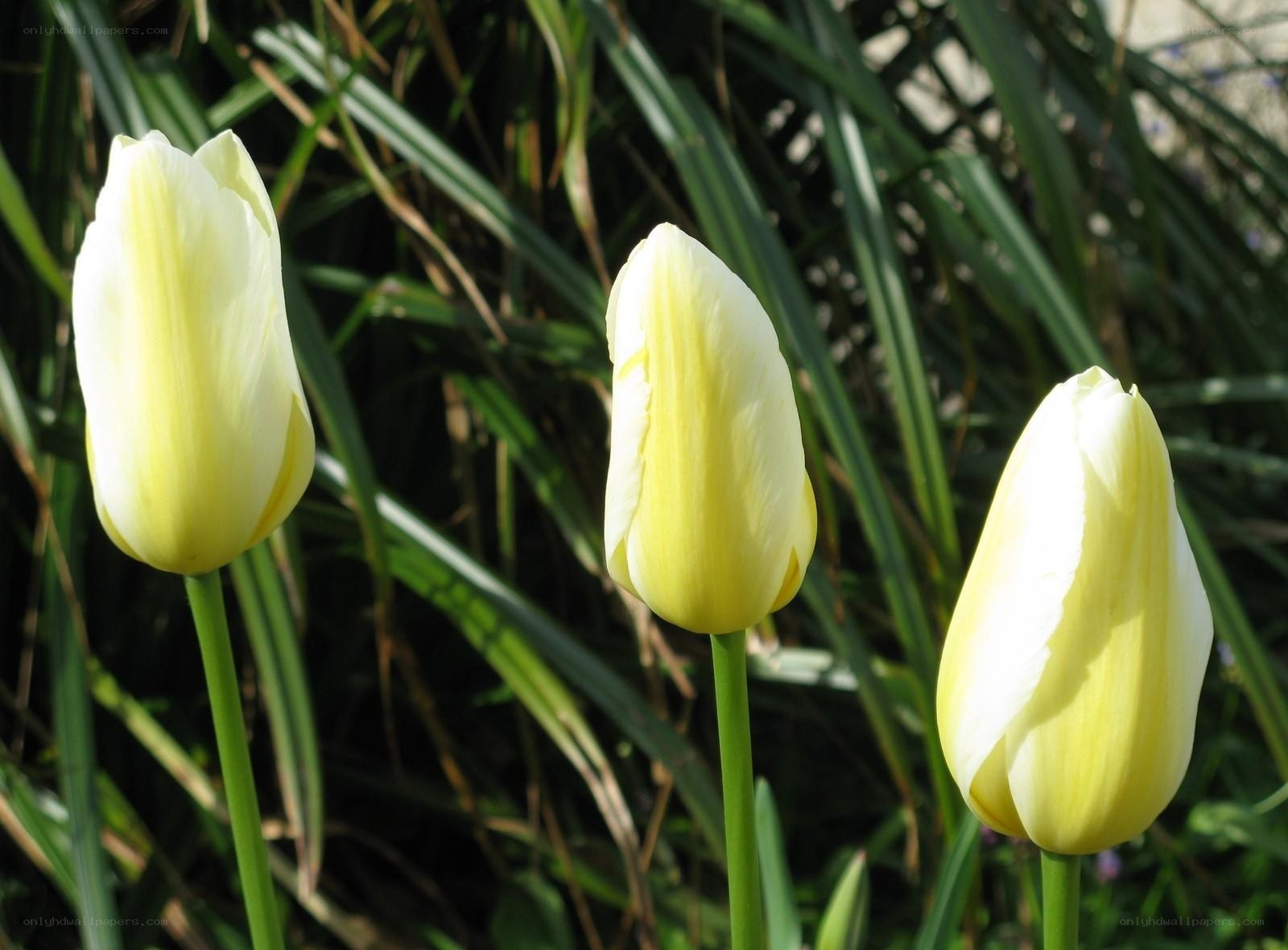 Three yellow tulips in garden