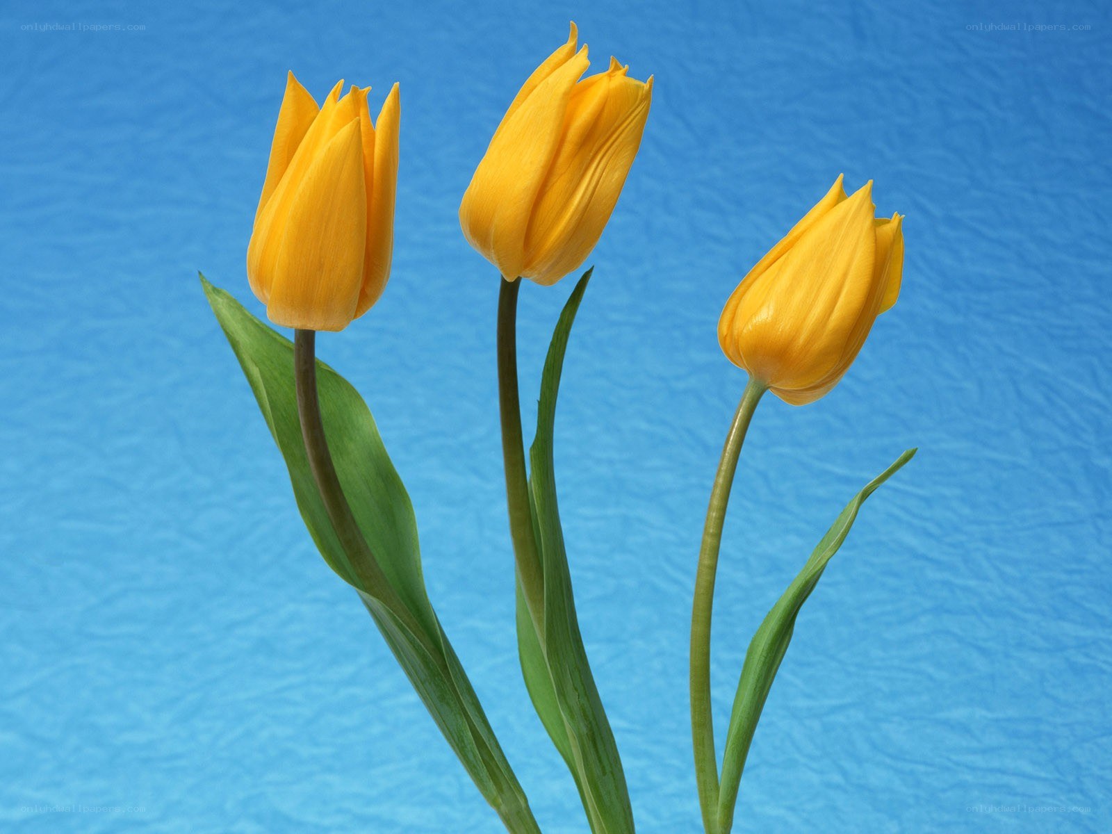 Three yellow tulips on blue