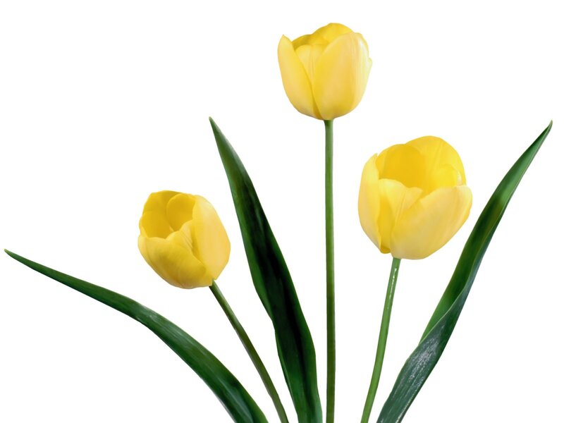 three yellow tulips