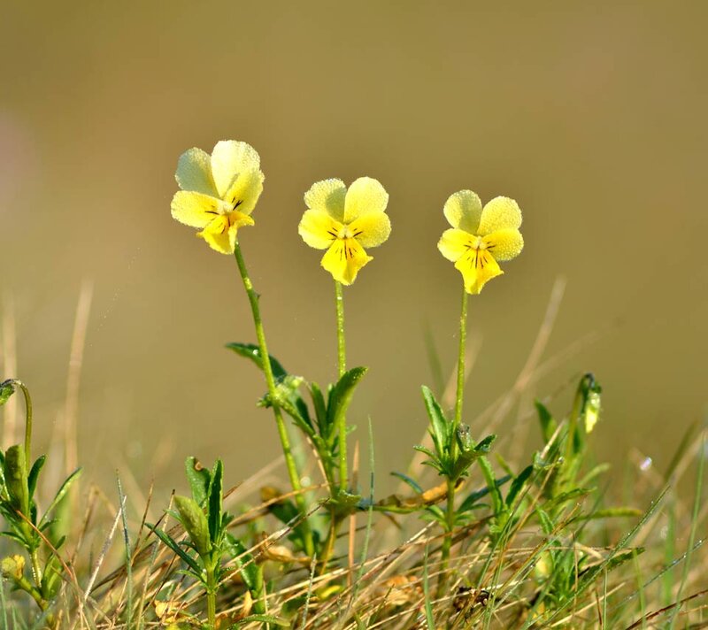 Three Yellow Violets
