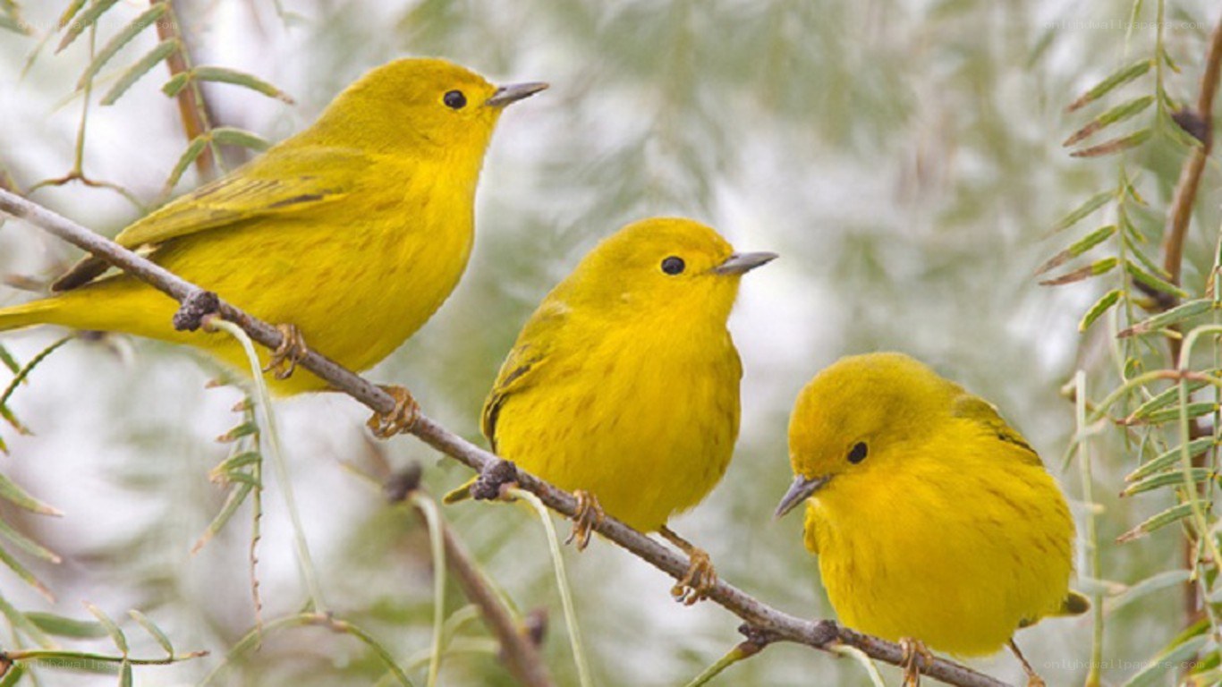 Three yellow warblers on a branch