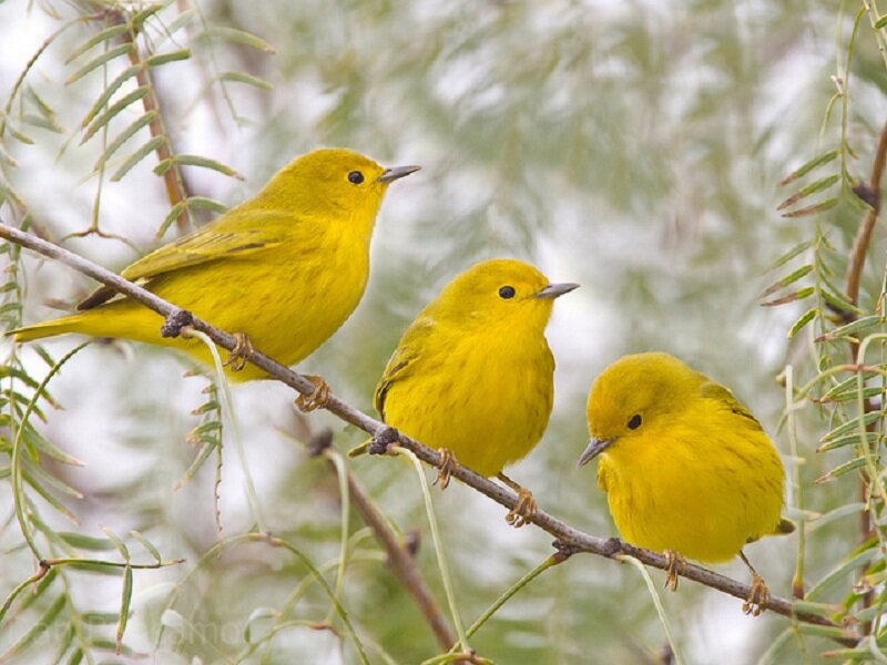 Three Yellow Warblers