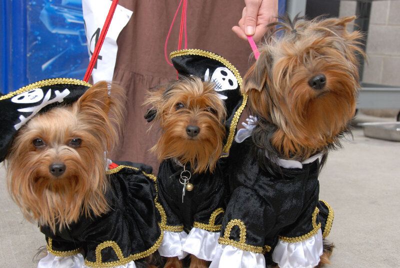 Three Yorkie Dogs in Costumes
