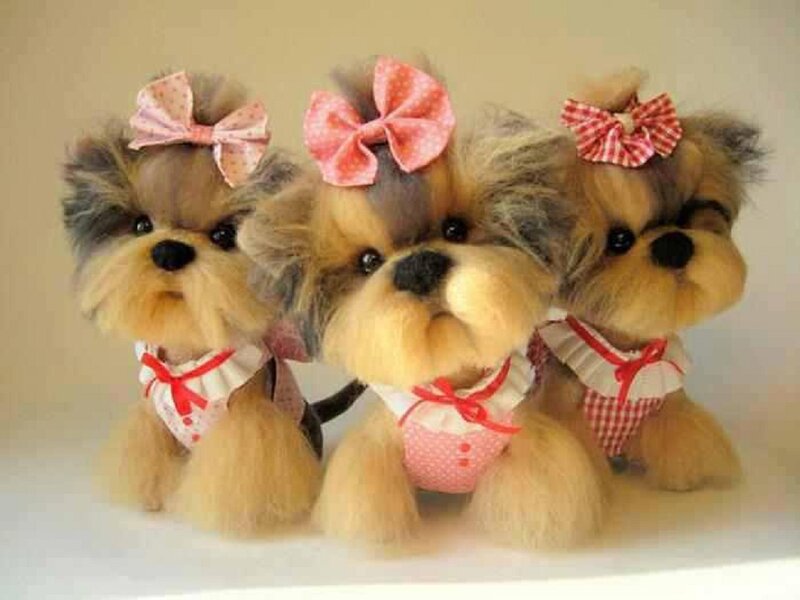 Three Yorkie Dogs