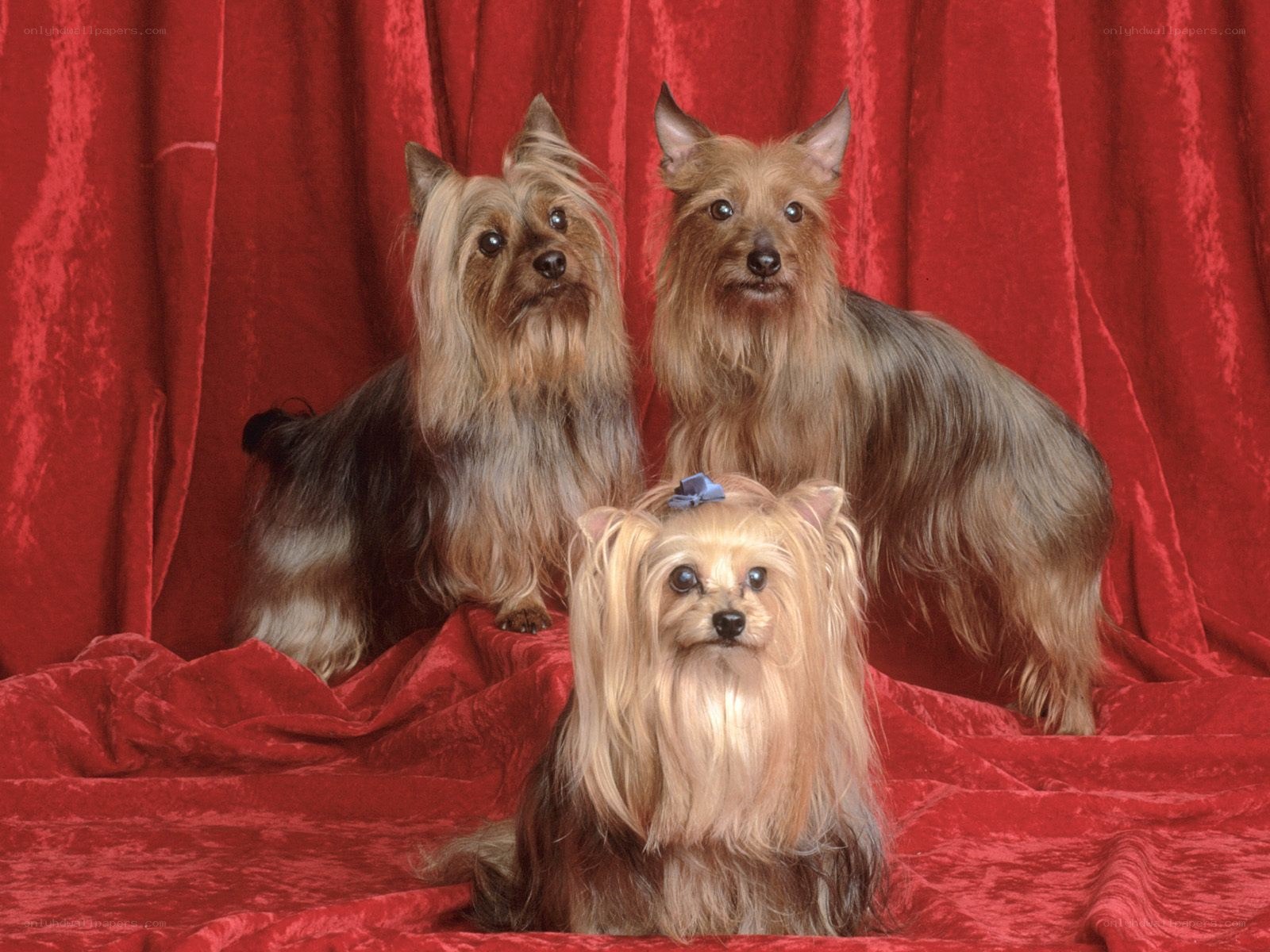 Three Yorkshire Terriers on Red Velvet