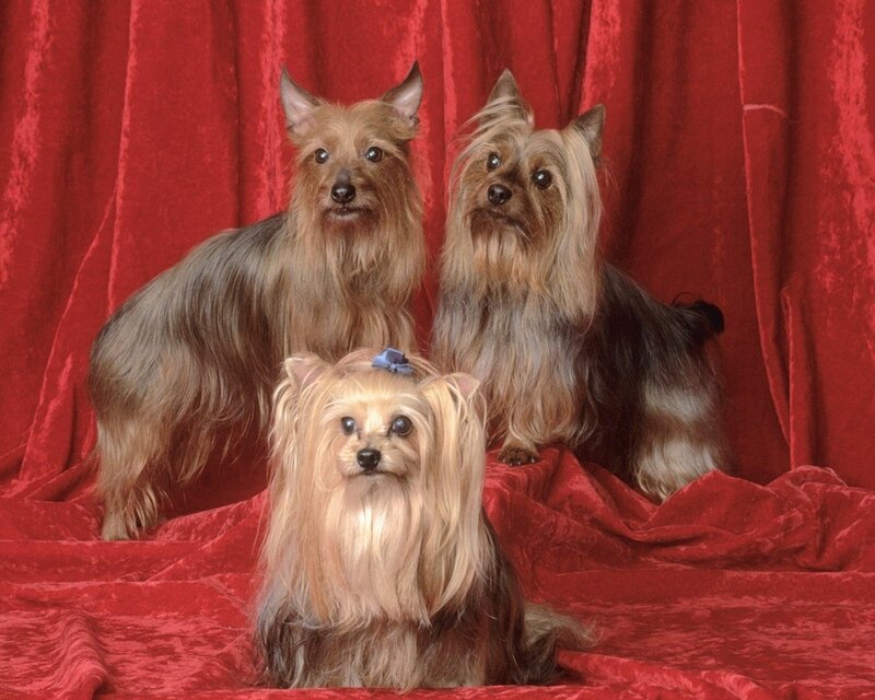 Three Yorkshire Terriers — Red, Formal, Photograph