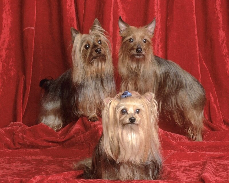 Three Yorkshire Terriers — Red, Formal