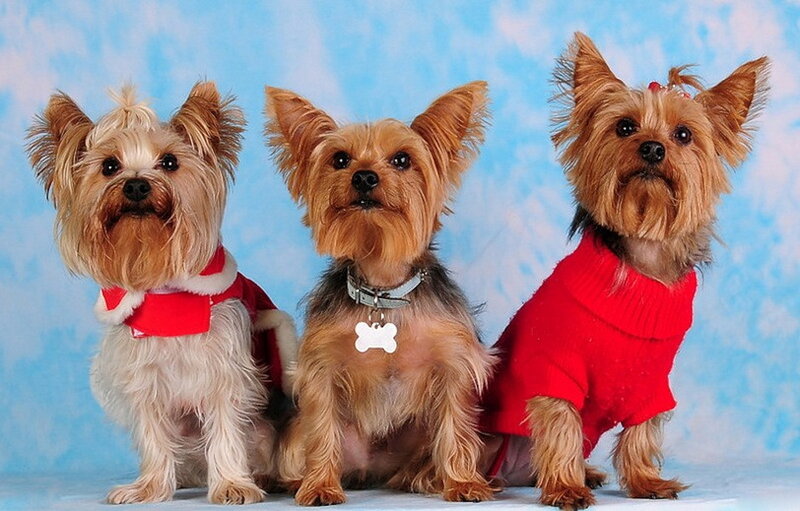 Three Yorkshire Terriers — Red