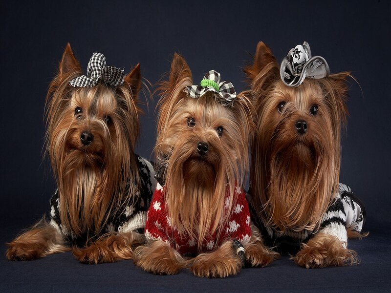 Three Yorkshire Terriers