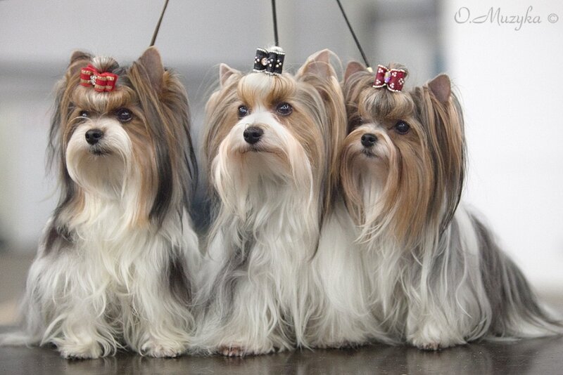 Three Yorkshire Terriers — White
