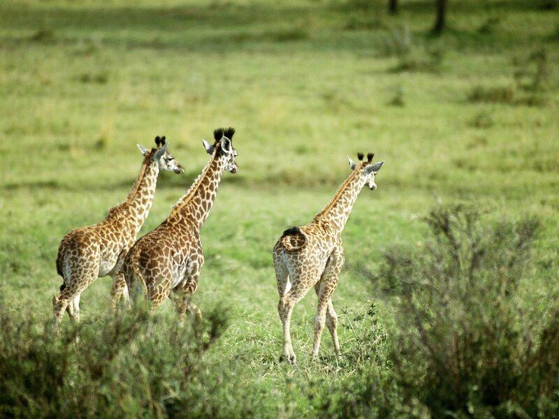 Three young giraffes in a field