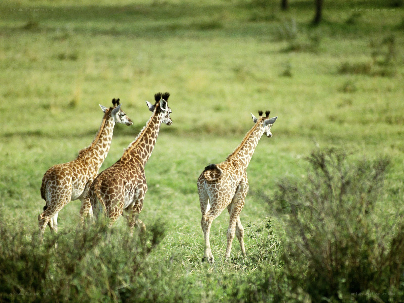 Three young giraffes in a field