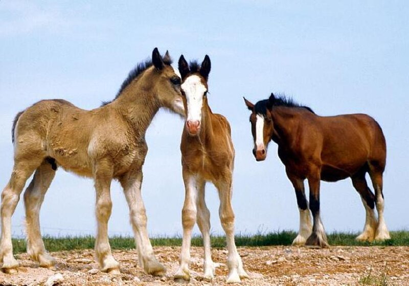 Three young horses in a field