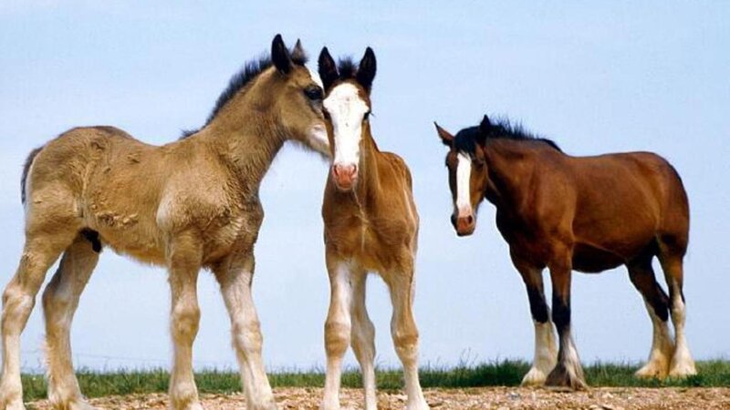 Three Young Horses