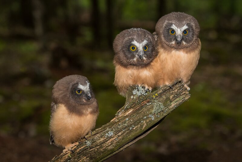 Three Young Owls — Brown, Calm, Photograph