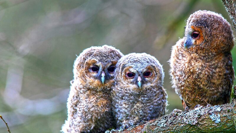 Three Young Owls — Brown, Calm