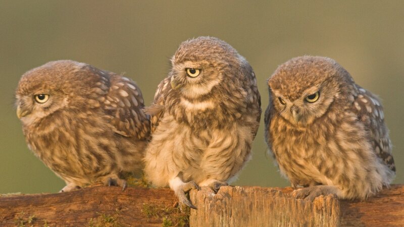 Three Young Owls — Brown