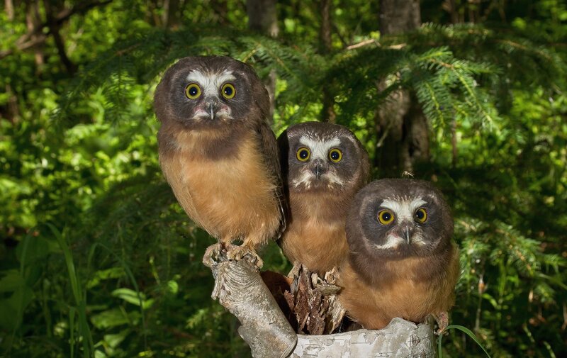 Three Young Owls — Green, Natural