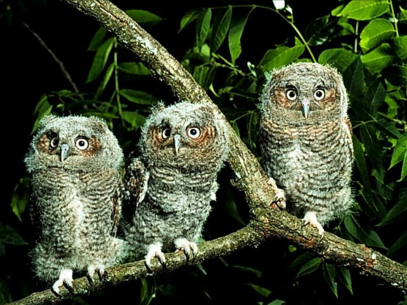 Three Young Owls — Green