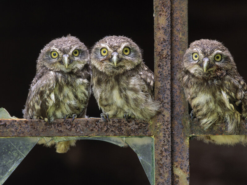 Three Young Owls