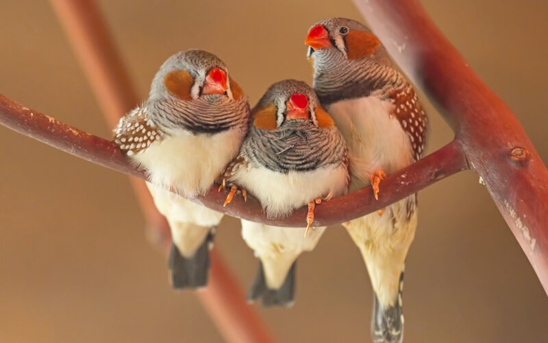 Three Zebra Finches — Brown, Calm