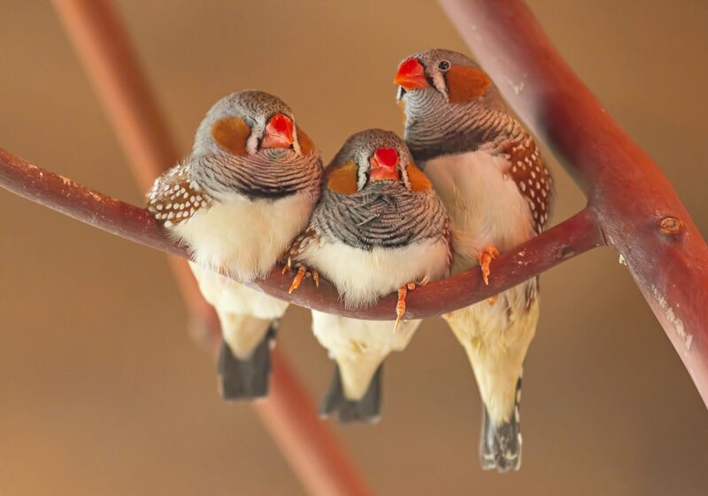 Three Zebra Finches — Brown