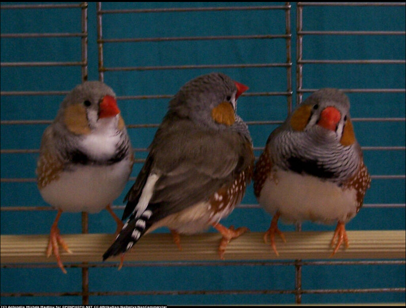 Three Zebra Finches