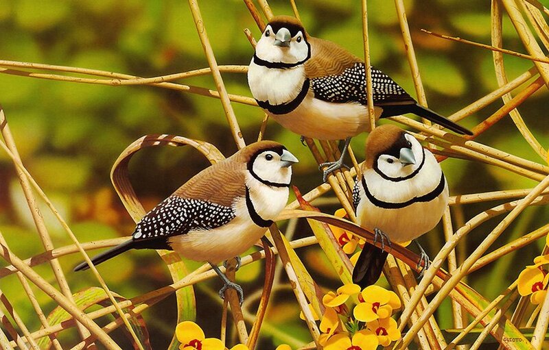 Three Zebra Finches — Yellow
