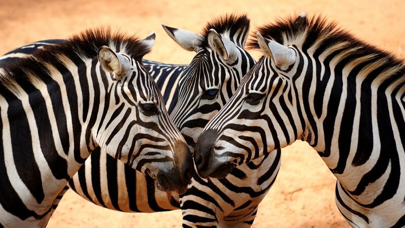Three Zebras Close-up