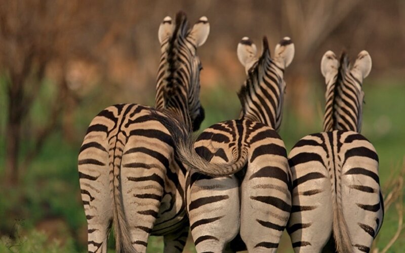 Three Zebras from Behind