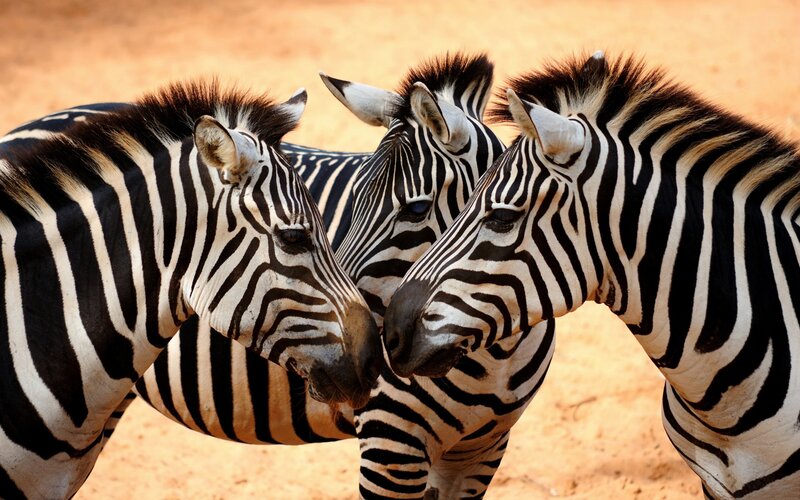 three zebras in a group