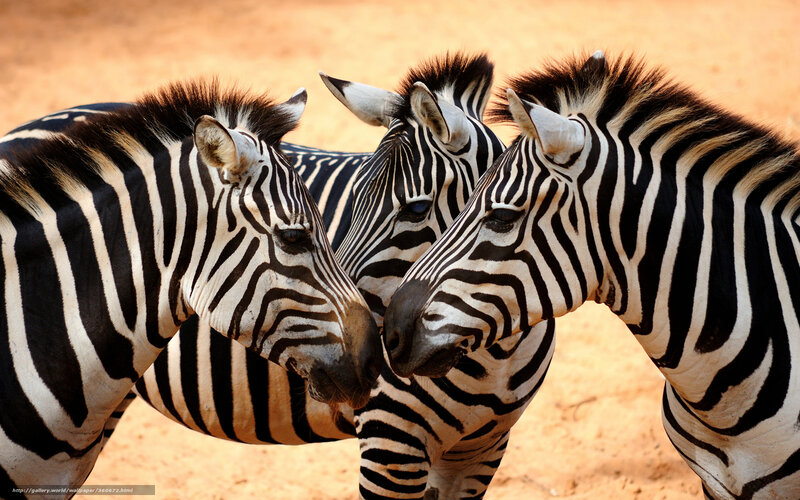 Three zebras in a group