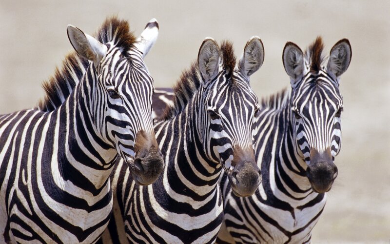 three zebras in a row