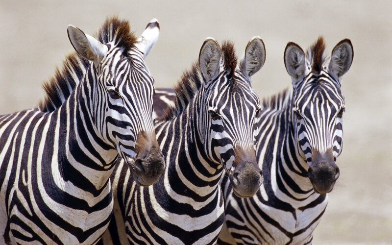 Three zebras in a row