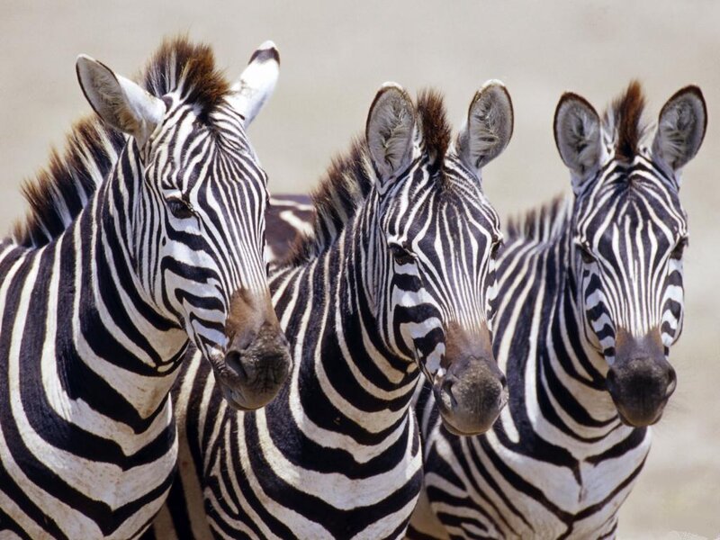 Three Zebras in a Row — Black