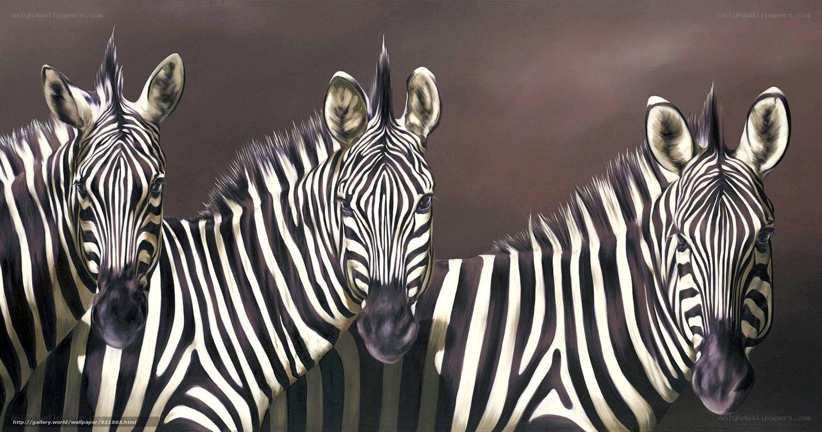 Three zebras in a row