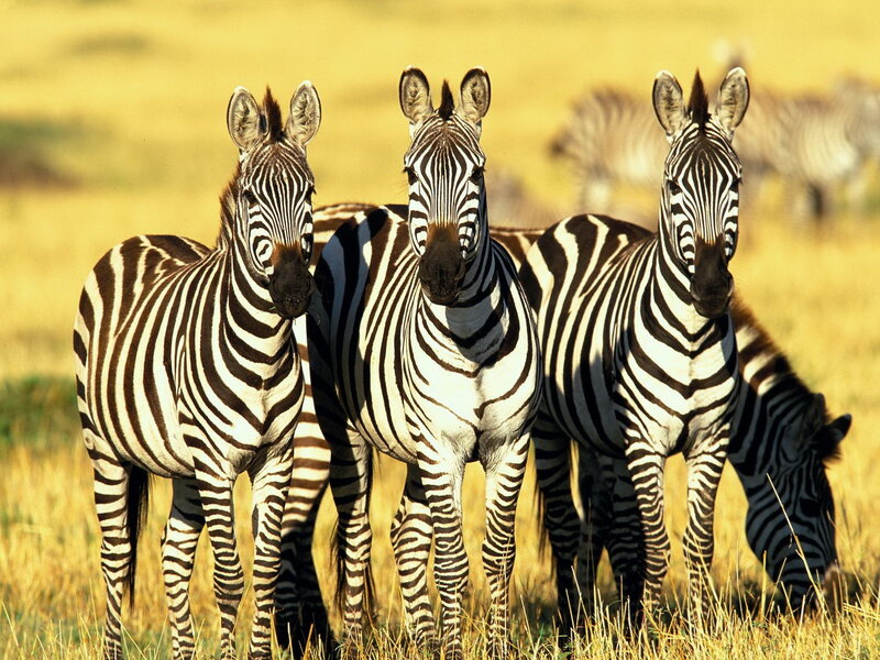 Three Zebras in Field