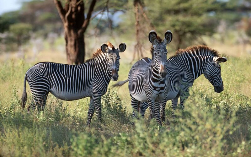 Three Zebras in Grass — Green