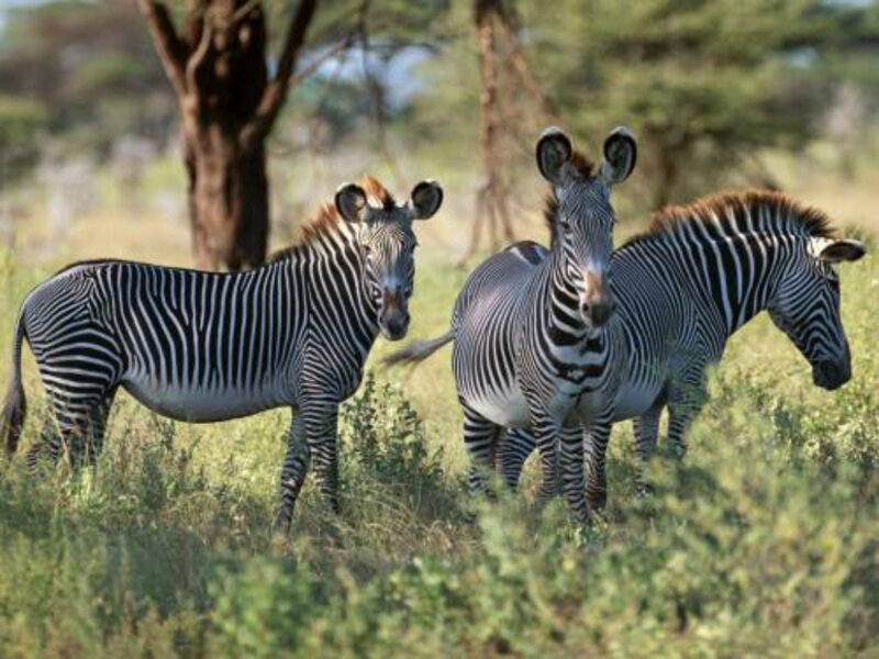 Three Zebras in Grass