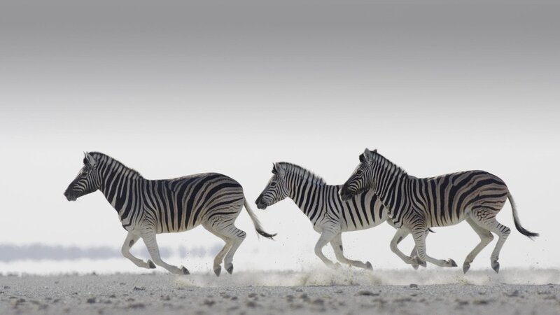 Three Zebras Running