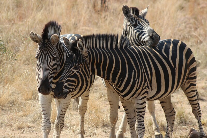 Three Zebras Standing — Black