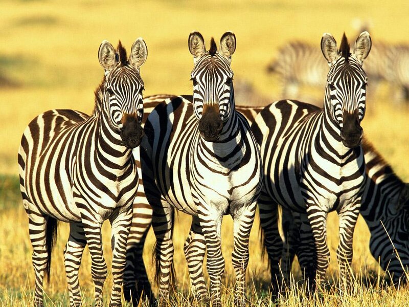 Three Zebras Standing