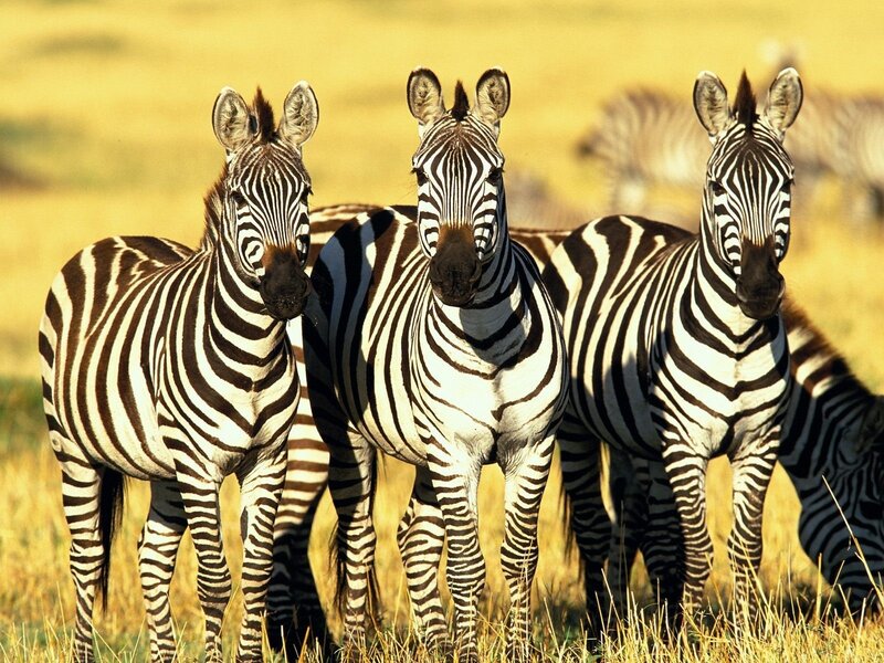 Three Zebras Standing — Yellow, Calm