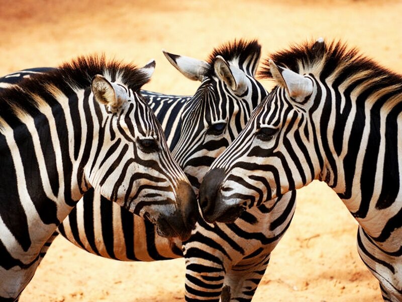 Three Zebras Together — Black, Calm
