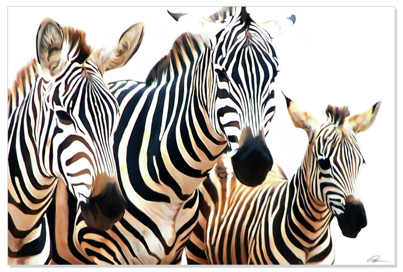 Three Zebras Together