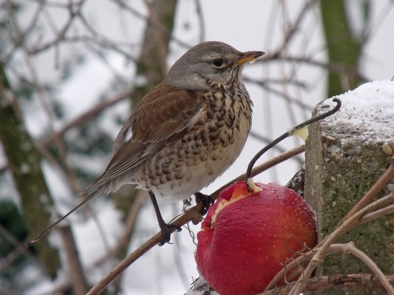 Thrush Eating Apple